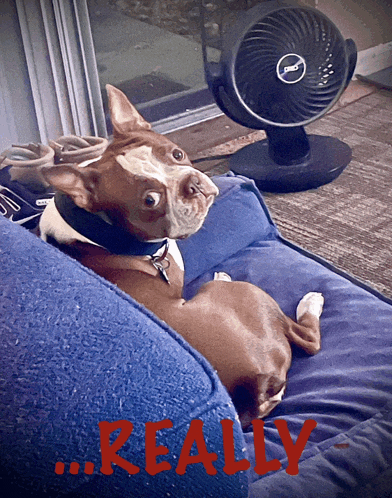a dog laying on a blue couch next to a fan that says " really "