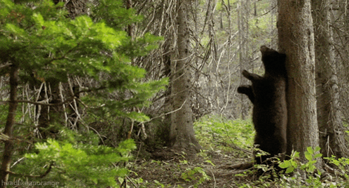 Bear Forest GIF - Bear Forest Tree GIFs