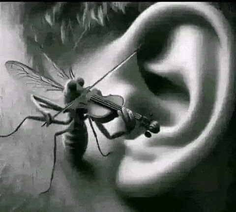 a black and white drawing of a fly playing a violin in an ear .