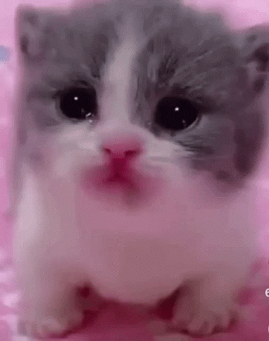 Crying Kitty GIF - Crying Kitty GIFs