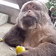 a close up of a monkey holding a lemon in its hands .