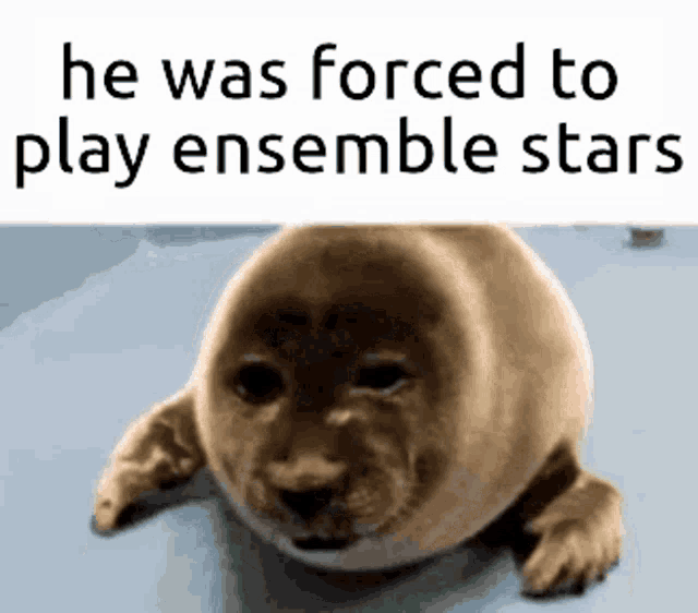 a seal with a caption that says `` he was forced to play ensemble stars ''