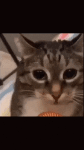 a close up of a cat 's face with big eyes looking at the camera .