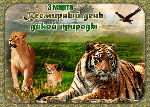 a picture of a tiger and a lion with the date 3 march