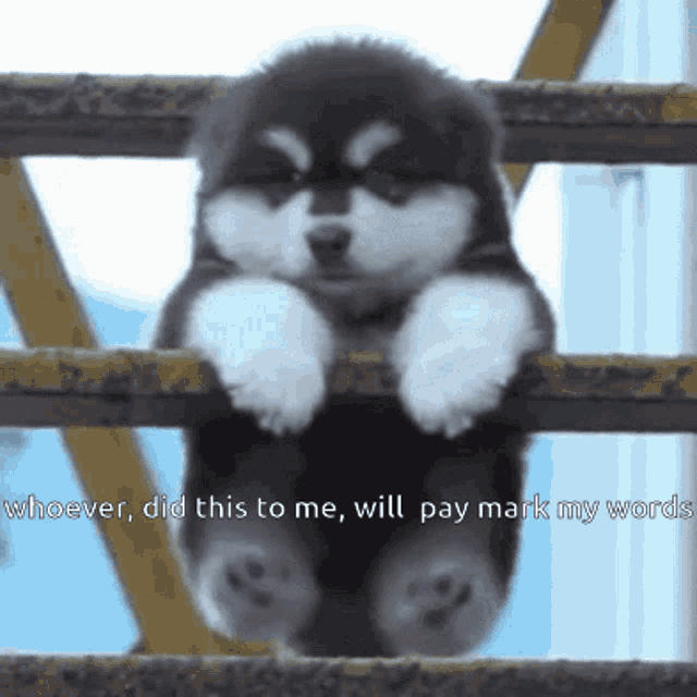 Dog You Will Pay For This GIF