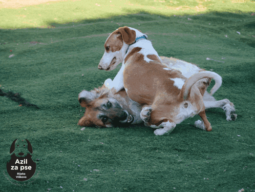 two dogs are playing in the grass with a sign that says " azil za pse " on it