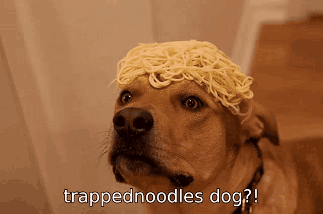 a dog with noodles on its head and the words trappednoodles dog below it