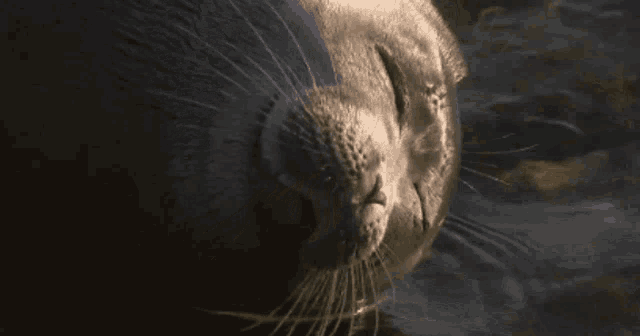 a close up of a seal 's face with a dark background