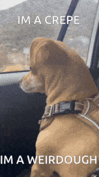 a dog is sitting in a car with a caption that says im a crepe im a weirdough