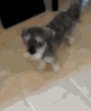 a small dog is standing on a tiled floor .