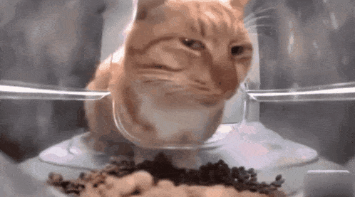 a cat is eating food from a bowl in a plastic container .