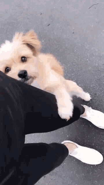 Abell46s Puppy GIF - Abell46s Puppy No Me Dejes GIFs