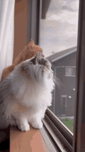two fluffy cats are looking out a window .