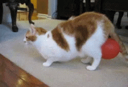 Funny Cat GIF - Funny Cat Balloon GIFs
