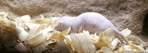 a white mouse is laying in a pile of wood chips