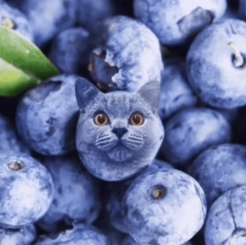Blueberry Cat GIF - Blueberry Cat Evil Cat GIFs
