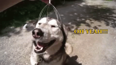 Oh Yes  GIF - Dog Husky Massage GIFs