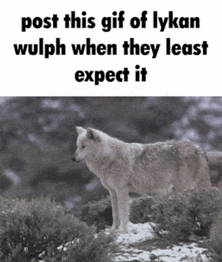 a gif of a wolf in the snow with the caption post this gif of lykan wulph when they least expect it