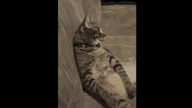 a cat with a black collar is laying on its back on a couch