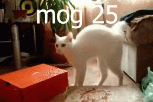Mog Mog25 GIF - Mog Mog25 Cat GIFs