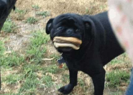 a black pug dog holding a sandwich in its mouth