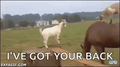 Horse Goat GIF - Horse Goat Ride GIFs