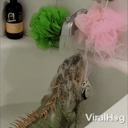 Taking A Shower Green Iguana GIF - Taking A Shower Green Iguana Viralhog GIFs