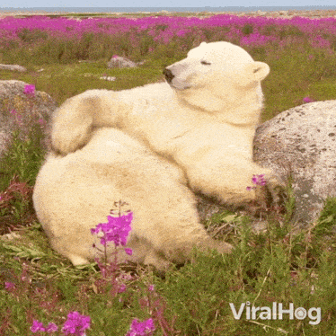 Scratching My Back Polar Bear GIF - Scratching My Back Polar Bear Viralhog GIFs