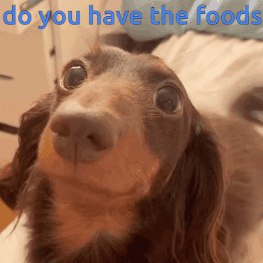 Dog Food GIF - Dog Food Please GIFs