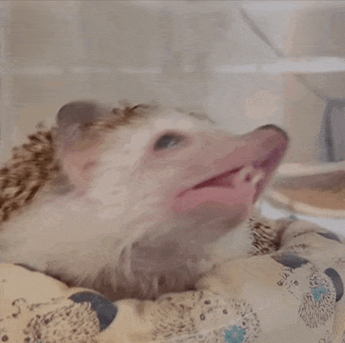 Sleepy Hedgehog GIF - Sleepy Hedgehog Yawn GIFs