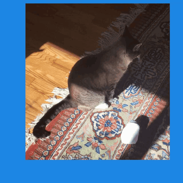 a cat sitting on a rug with a bottle of milk in front of it
