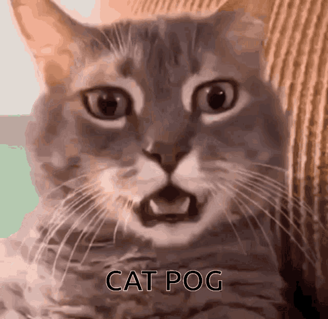 Cat Pog GIF - Cat Pog Pogging GIFs