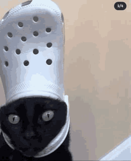 a black cat is wearing a crocs hat on its head .