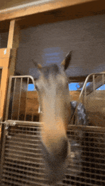 a close up of a horse 's head behind a fence