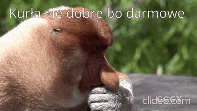 a close up of a monkey with the words kurta ale dobre bo darmowe