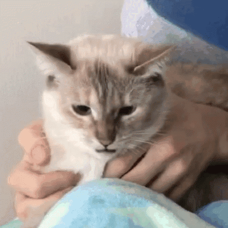 a close up of a person holding a cat on a bed .