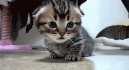 Cute Kitty Blinks GIF - Kitty Kitten Cat GIFs