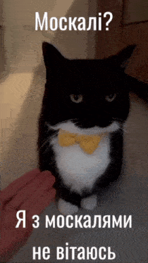 a black and white cat with a yellow bow tie is being petted