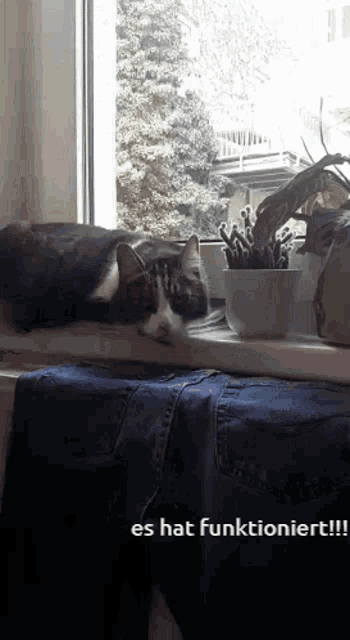 a black and white cat laying on a window sill next to a potted plant with the words es hat funktioniert !!! below it