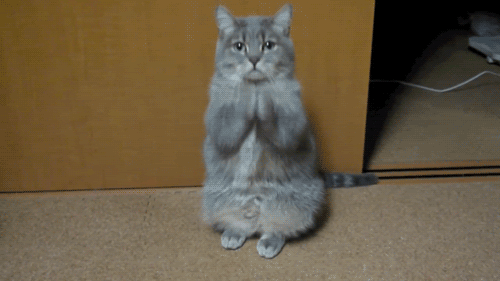 Cats GIF - Cat Cats Adorable GIFs