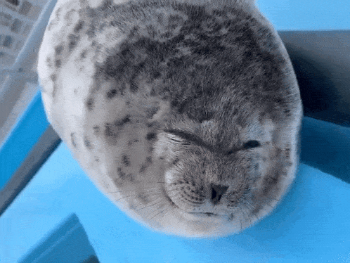 Seal Tongue GIF - Seal Tongue Cute GIFs