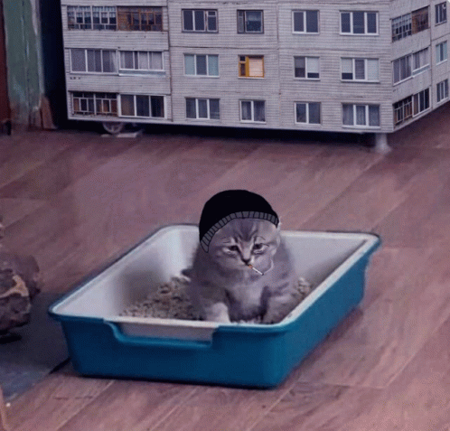 Doomer Cat Cat GIF - Doomer Cat Cat Doomer GIFs