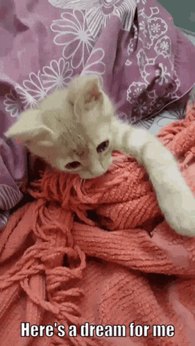 a kitten laying on top of a pink blanket with the words here 's a dream for me below it