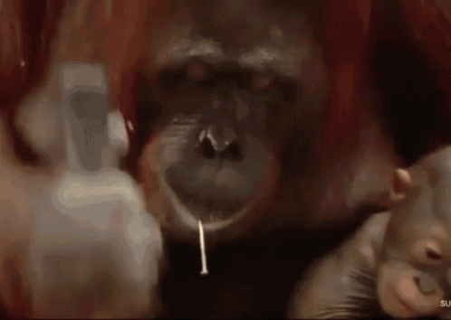 Orangutan Hammer GIF - Orangutan Hammer Fixed GIFs