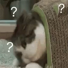 什么 GIF - Cat Surprised Shookt GIFs