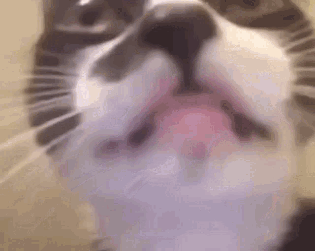 a close up of a black and white cat 's face with its eyes closed .