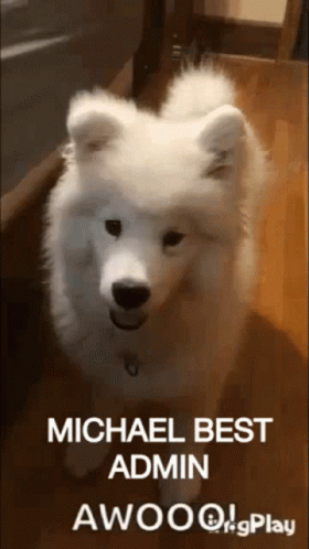 Michael Admin GIF - Michael Admin Best GIFs