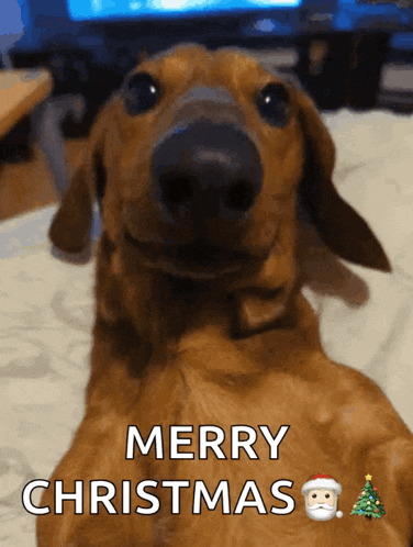 a dachshund laying down with the words merry christmas