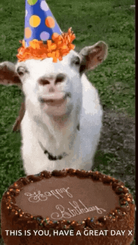 a white goat wearing a party hat is standing next to a birthday cake .