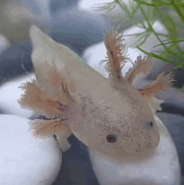 a close up of a small axolotl swimming in a tank of water .